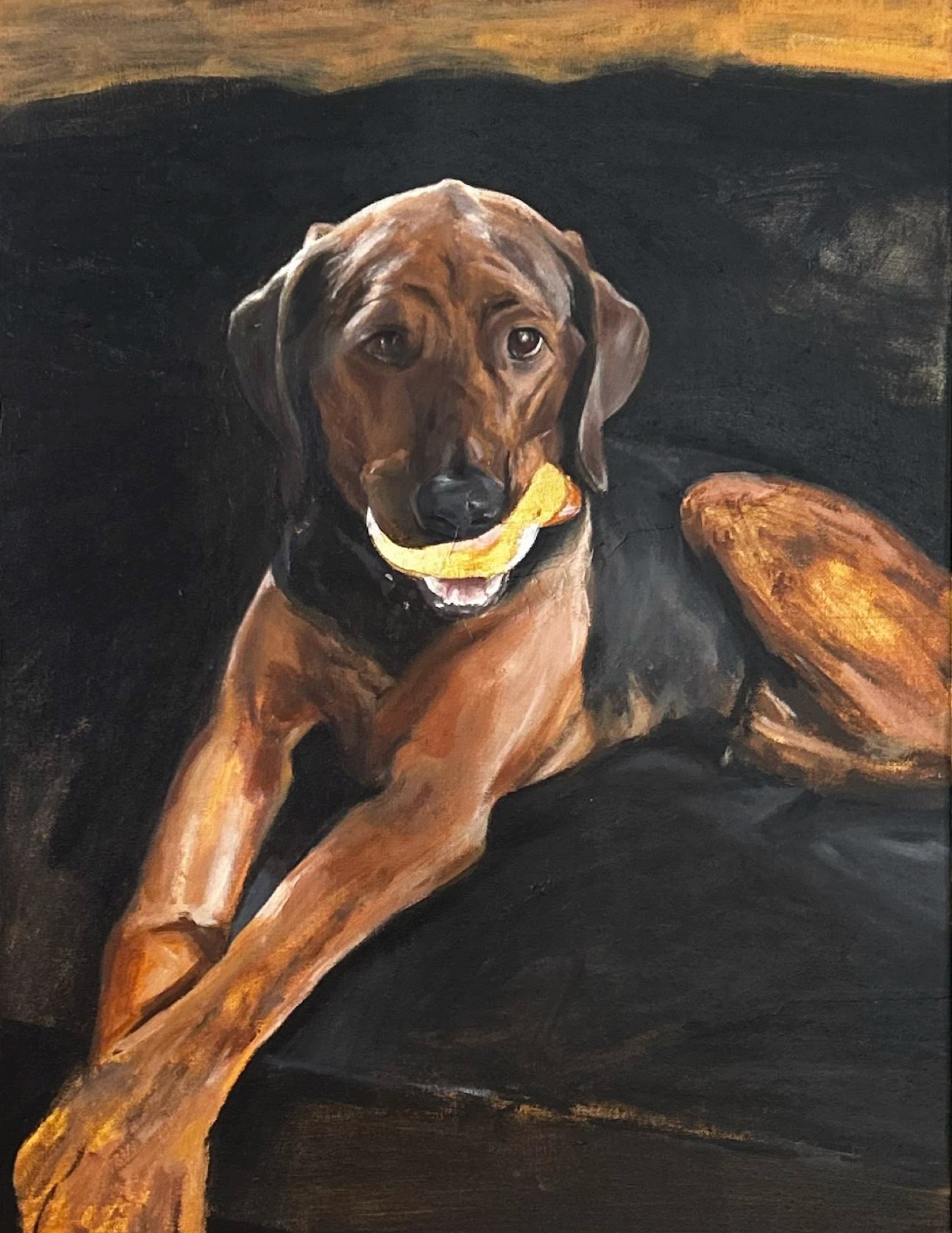 Hound with yellow collar on dark ground